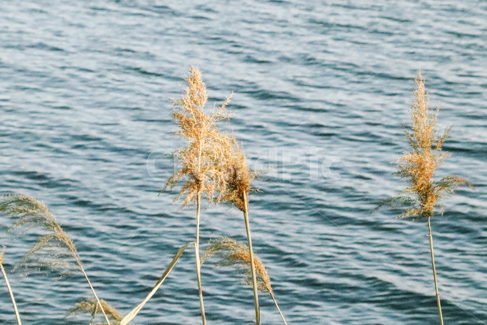 plant,식물,grass,잔디,갈대,한강,물,water
