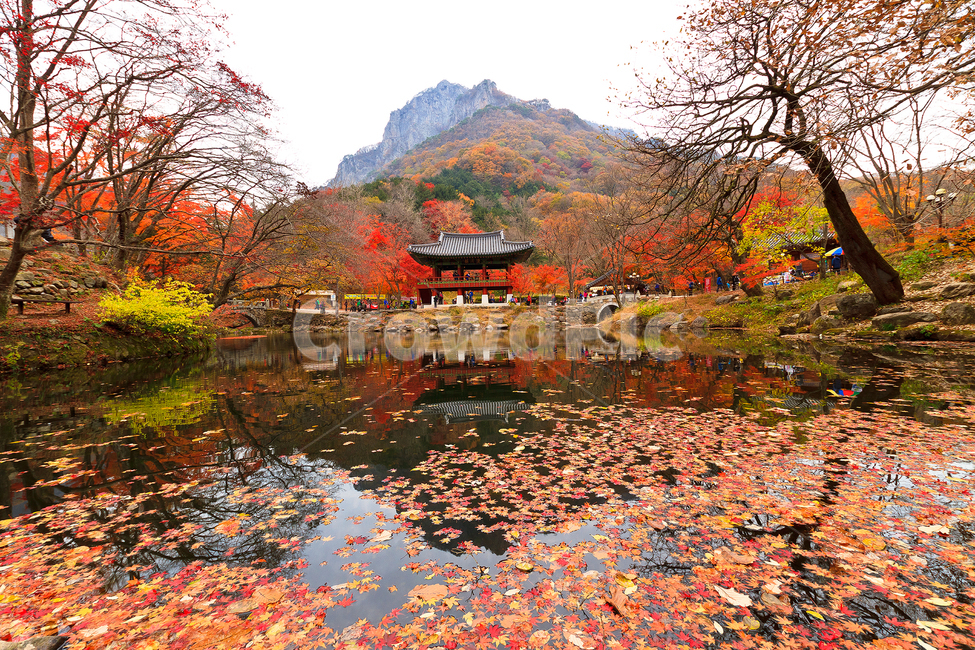 가을,단풍,나무,반영,관광지,tree,plant,식물,leaf,maple,백양사단품,가을,계절,fall,autumn,season,자연,풍경,nature,landscape,한국자연풍경,한국자연경관,korea nature landscape,한국전통,한국문화,korean traditional,korean culture,잎