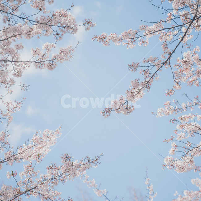 cherryblossom,벚꽃,봄,봄꽃,blossom,plant,식물