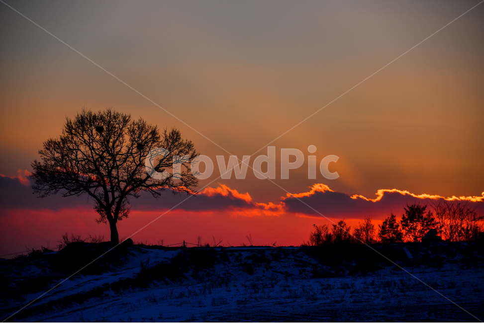 석양,노을,야경,나무,왕따나무,구름,nature,자연,outdoors,옥외,sky,하늘,sunset,일몰,dawn,새벽,red sky,붉은 하늘,dusk,황혼