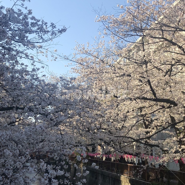 벚꽃,봄,피크닉,꽃,나무