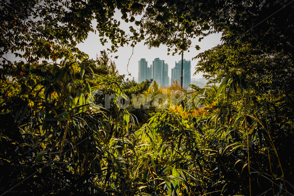 남산,서울,숲,도시,정글,나무,도시,풍경,city,landscape,한국도시풍경,한국도시경관,korea cityscape,plant,식물,vegetation,초목