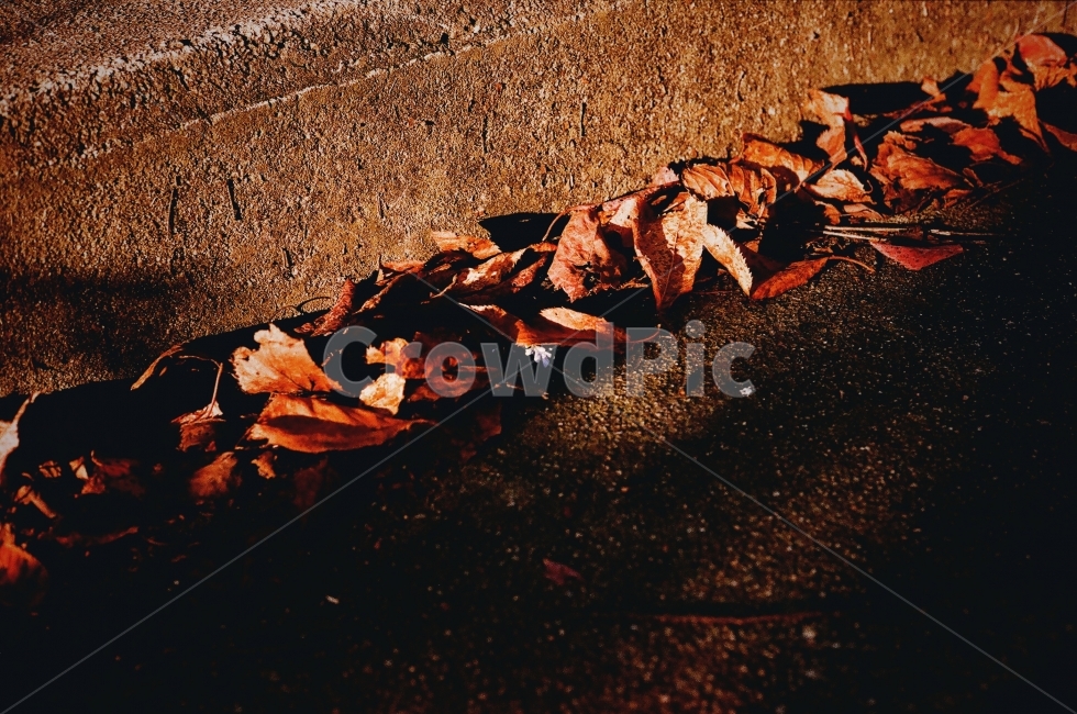 가을,낙엽,나무,나뭇잎,계절,공원,가을,계절,fall,autumn,season,감성,sensible,feeling,leaf,잎,plant,식물