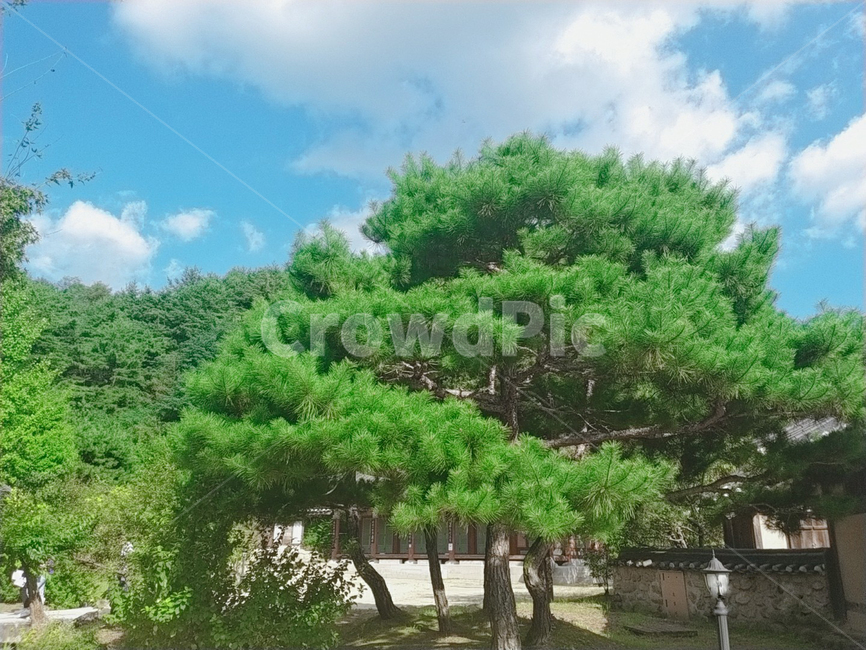 구과식물,conifer,tree,나무,plant,식물,가로등,하늘,구름,초록,기와,한국전통,전통,선비촌,마을,산,풀