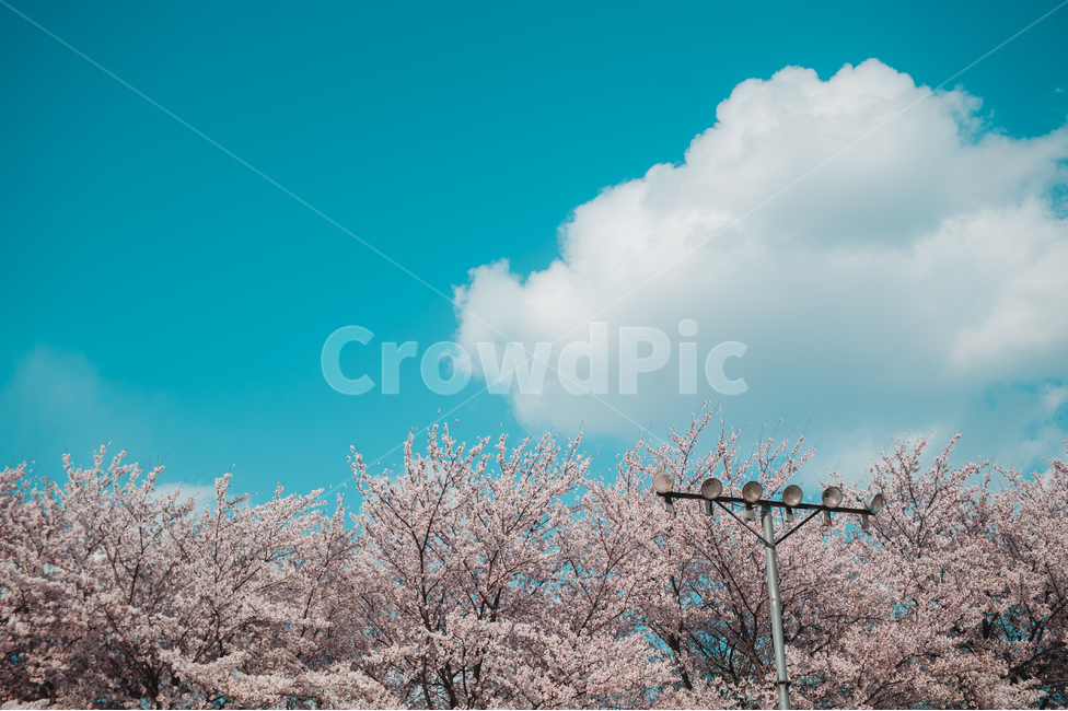 벚꽃,자연,공원,하늘,배경,나무,봄,봄,계절,spring,season,plant,식물,flower,꽃,blossom