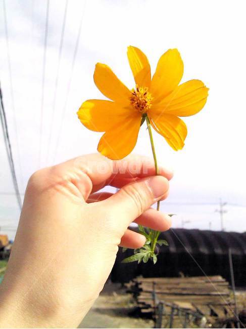 꽃,노란꽃,자연,flower,봄