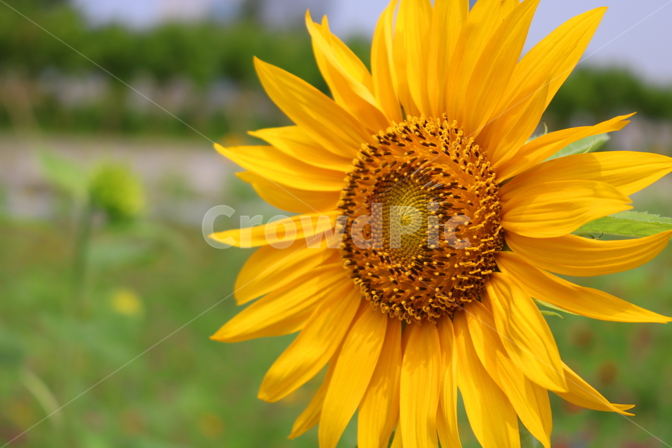 꽃,해바라기,해바라기꽃,식물,국화과,속씨식물,식물,자연,plants,nature,꽃,flower