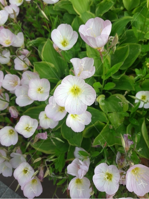 꽃,봄꽃,식물,flower,봄,spring