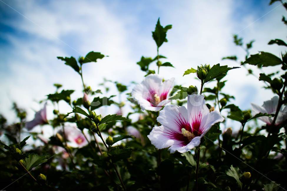 꽃,무궁화,우리나라꽃,식물,flower,무궁화꽃,국화,나무,삼일절,애국심,야생화,대한민국의상징,속씨식물,아욱과,나라꽃,씨앗,열매,꽃잎,붉은색,무궁화정신,쌍떡잎식물,근화,흰색,연분홍색,분홍색,단체수술,공원,조경,무궁화과,식물,자연,plants,nature,꽃,flower