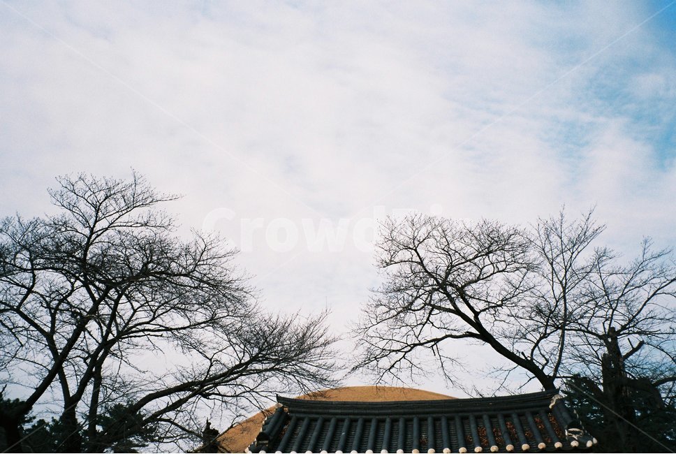 하늘,구름,나무,푸른,맑은,풍경,배경,background,필름카메라,필름,한국전통,한국문화,korean traditional,korean culture