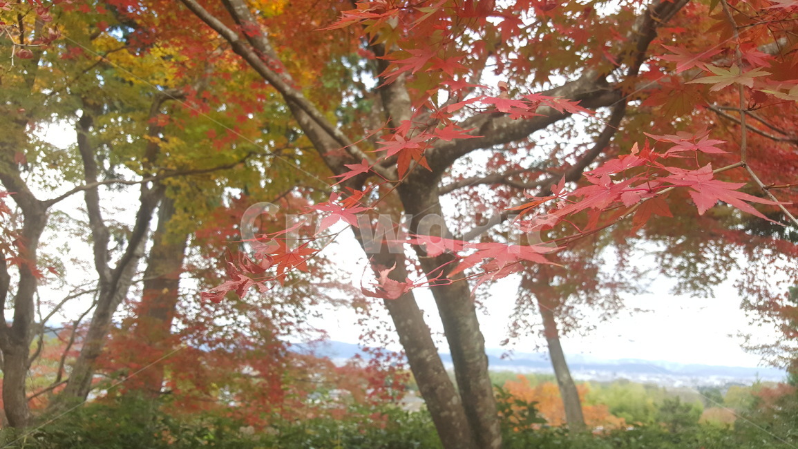 풍경,꽃,대나무,낙엽,정원,가을,계절,fall,autumn,season,자연,풍경,nature,landscape,plant,식물,leaf,잎,tree,나무,maple,단풍