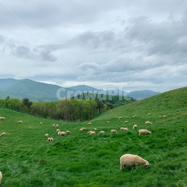 자연,목장,양떼목장,nature,field,동물,animal,포유류,mammal,목축업,목장,livestock farming,ranching,pasture