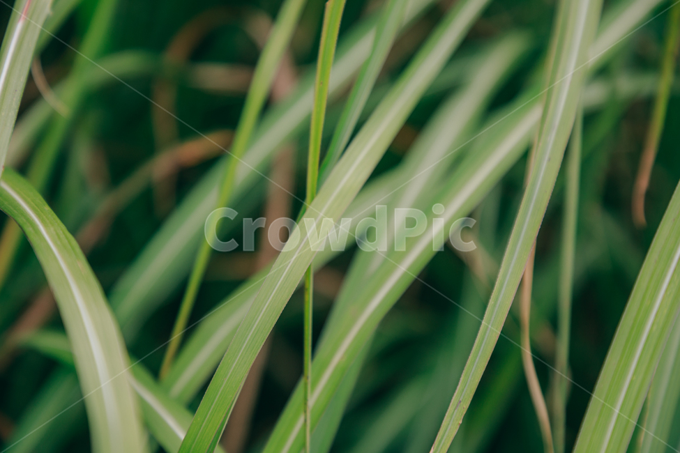 갈대,가을,식물,자연,초록,억새,식물,자연,plants,nature