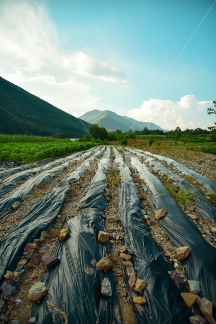 밭,논,하늘,산,구름,자연,풍경,nature,landscape,시골,마을,country,rural,town,outdoors,옥외