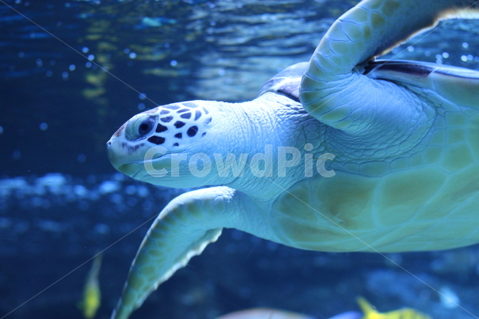 sealife,해양생물,turtle,터틀,거북이,바다거북