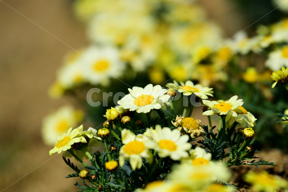 봄,꽃,식물,향기,노란,노랑,작은,생명,새싹,봄,계절,spring,season,식물,자연,plants,nature,꽃,flower,plant