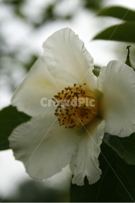 노각나무,차나무,식물,flower,plants,nature,꽃봉오리,꽃,식물,자연,plants,nature,꽃,flower