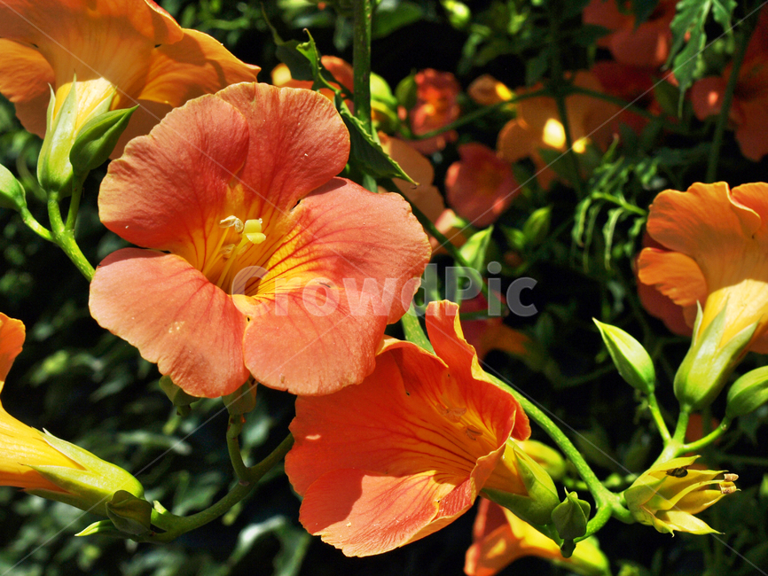 능소화,계절,꽃,식물,능소화과,여름,식물,자연,plants,nature,꽃,flower