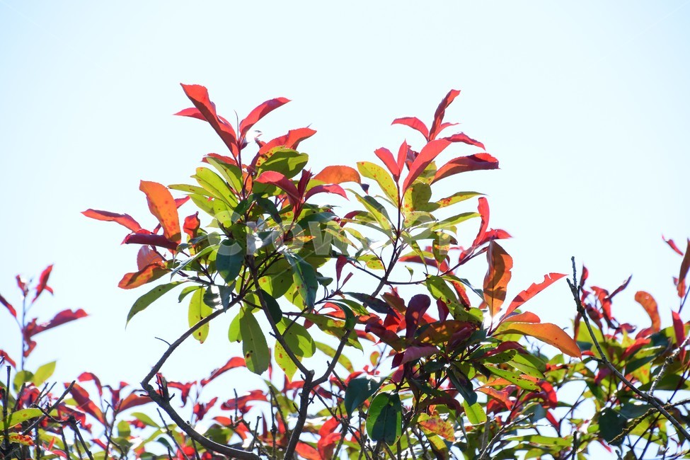 식물,자연,역광,투명,균형,식물,자연,plants,nature