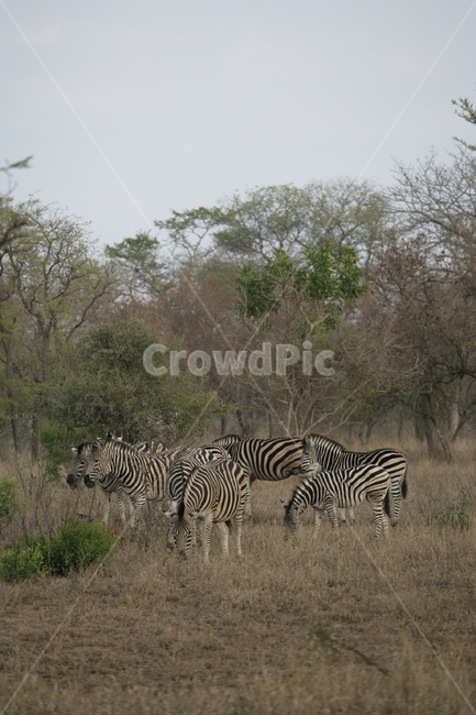 animal,동물,wildlife,야생동물,얼룩말,zebra,포유류,mammal,사파리,동물,animal,포유류,mammal