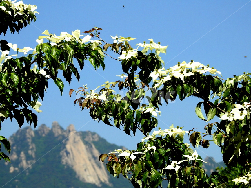 풍경,자연,꽃,식물,산,나무,식물,자연,plants,nature,꽃,flower
