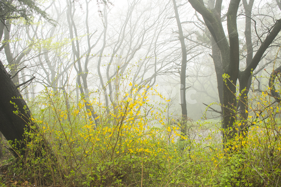 nature,자연,outdoors,옥외,새벽,안개숲,개나리,공원,봄,경관,습도,숲,신비,자연,풍경,nature,landscape