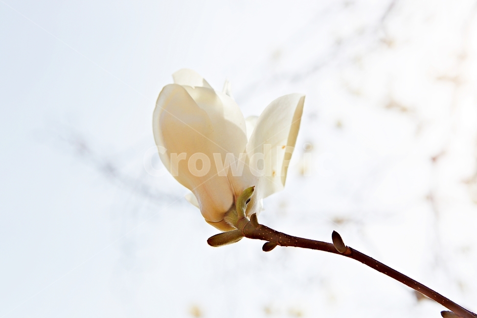 목련,꽃,목련꽃나무,자연,배경,식물,자연,plants,nature,꽃,flower