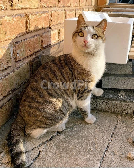 고양이,어리둥절,길고양이,귀여움,캣,cat,동물,동물,animal,포유류,mammal,고양이,cat,kitten,kitty