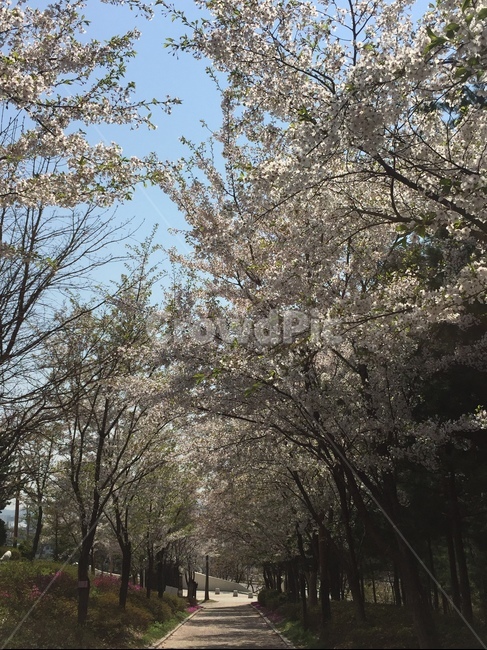 벚꽃,벚꽃놀이,봄날,봄,따뜻한주말,봄,계절,spring,season,plant,식물