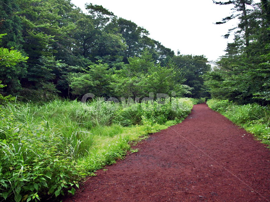 숲,숲길,사려니숲길,제주,자연림,휴양림,힐링,명소,비경,나무,풍경,자연,dirt road,흙길,road,도로,gravel,자갈,vegetation,초목,bush,부시,plant,식물,ground,바닥