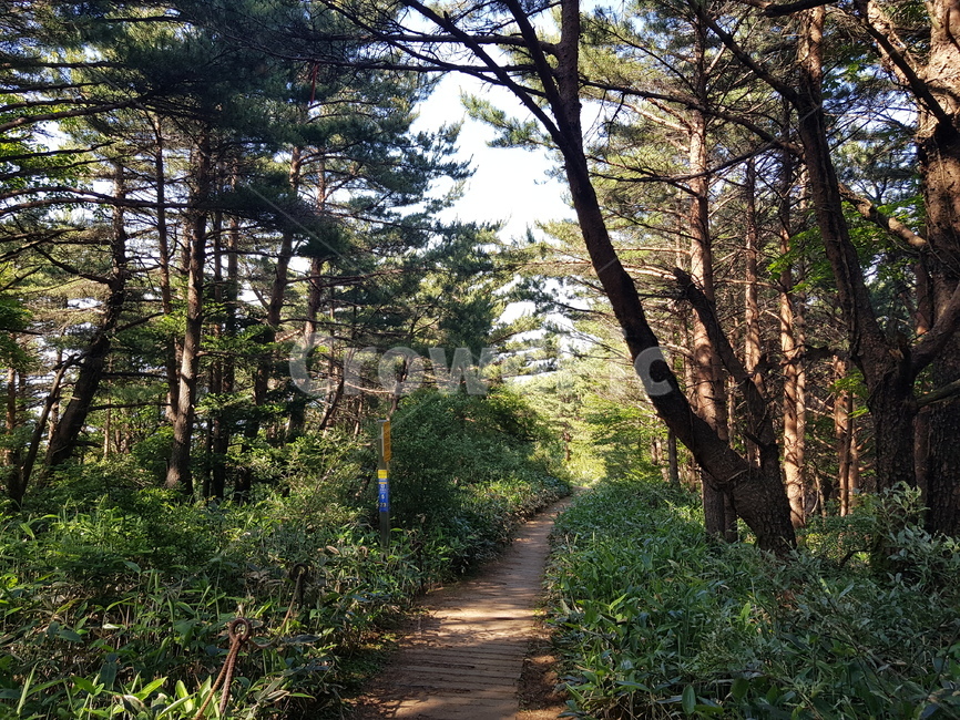 배경화면,자연풍경,경치,한라산,자연배경,등산,나무,산,등산길,제주도,한라산등산,여름,가을,하늘,자연,배경,풍경,멋진경치,nature,언덕,hill,옥외