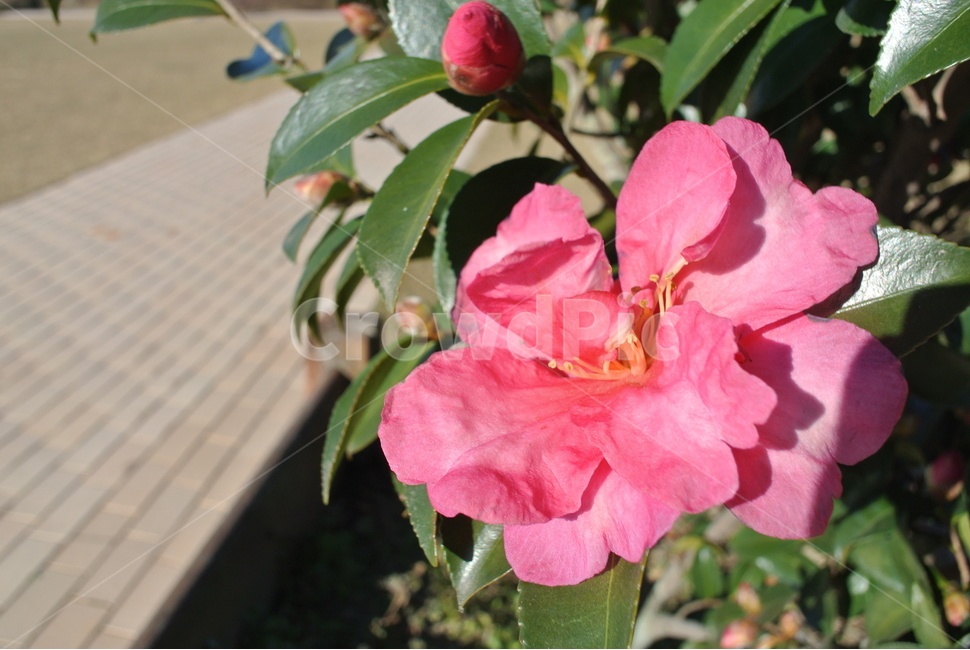 꽃,감성사진,자연,풀,분홍꽃,식물,자연,plants,nature,꽃,flower