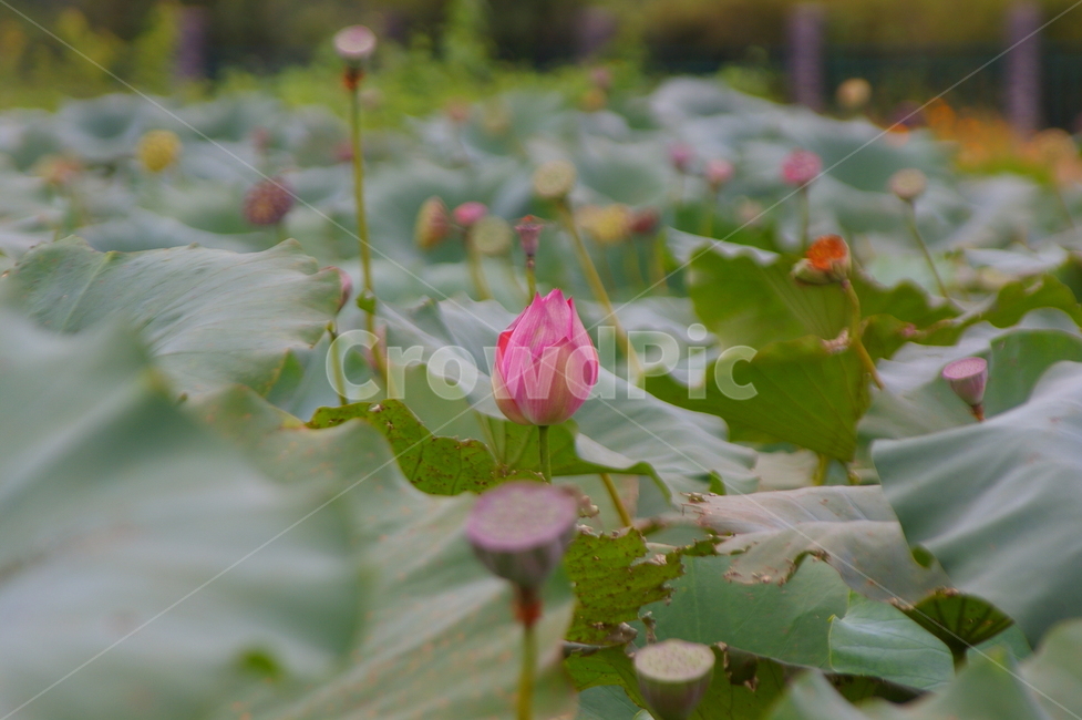 연못,초록,클로즈업,접사,plant,식물,blossom,flower,꽃,leaf,잎,연꽃,식물,자연,plants,nature,꽃,flower