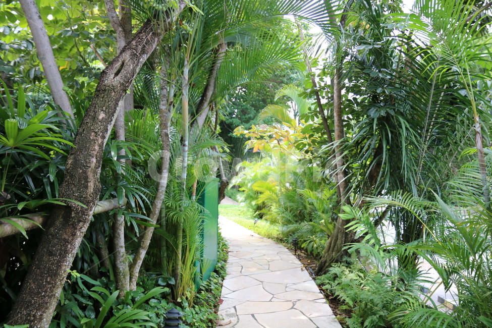 숲길,나무,돌길,싱가포르,foresttrail,tree,stonepath,singapore,자연,풍경,nature,landscape,arbour,정자,garden,정원,outdoors,옥외,flagstone,판석