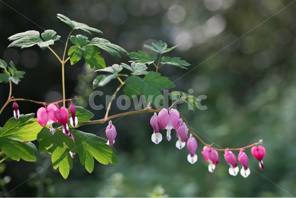금낭화,꽃,플라워,flower,dicentra,식물,식물,자연,plants,nature,꽃,flower