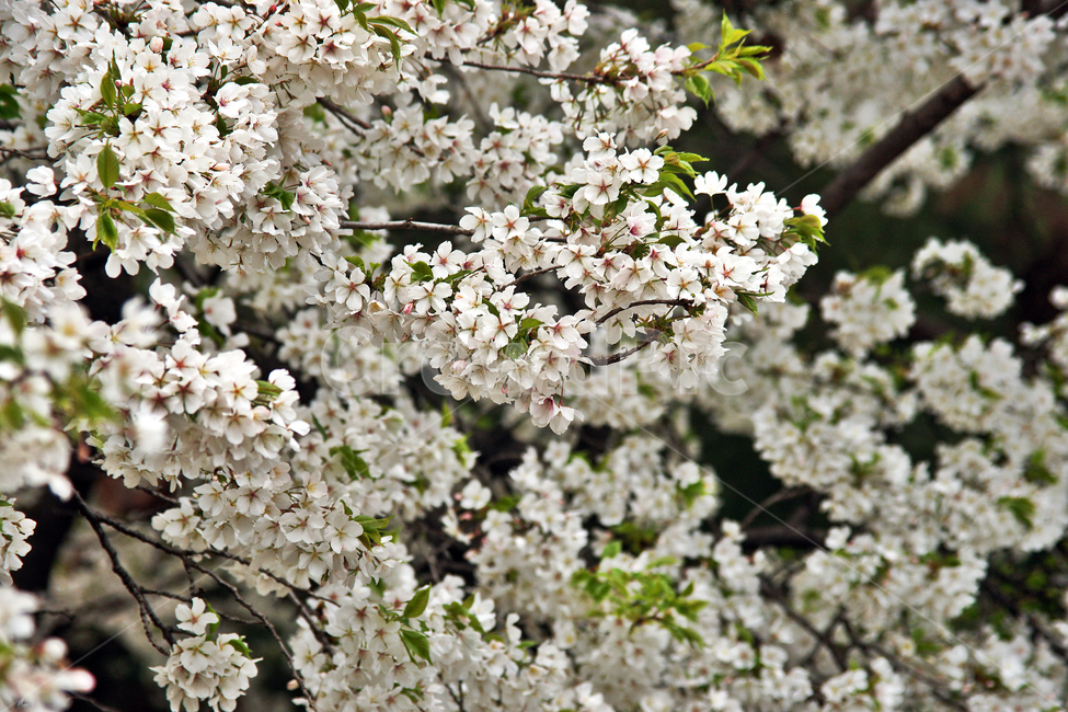 왕벚나무,앵화,화피,장미과,큰벚꽃나무,관상용,약용,봄,계절,spring,season,식물,자연,plants,nature,꽃,flower,plant,blossom,cherry blossom,벚꽃