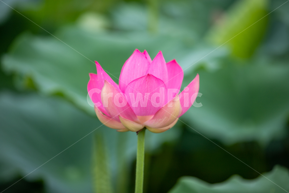 연꽃,여름,연잎,자연,flower,꽃
