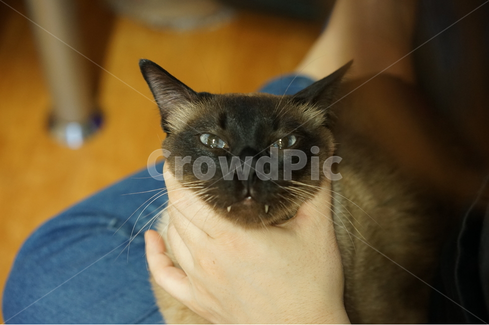 샴고양이,고양이,잡힌고양이,개냥이,집고양이,동물,animal,포유류,mammal,고양이,cat,kitten,kitty