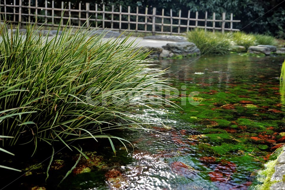 연못,수초,식물,자연,녹색,잎,green,grass,water,nature,environment,leaves,식물,자연,plants,nature