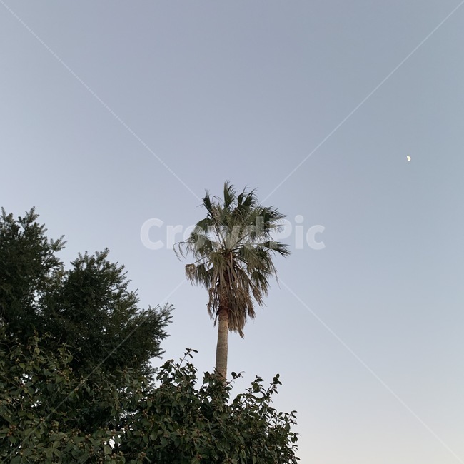 제주도,야자수,달,풍경,감성,자연,풍경,nature,landscape,tree,나무,plant,식물,palm tree