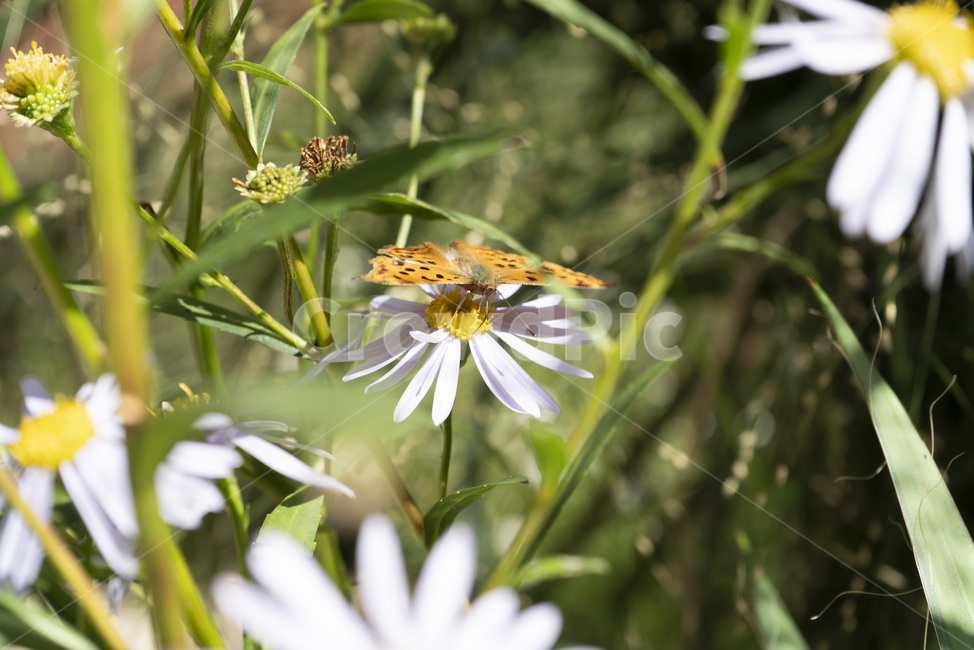 나비,호랑나비,날개짓,날갯짓,들꽃,가을,풀,자연,곤충,동물,animal,곤충,벌레,insect,bug