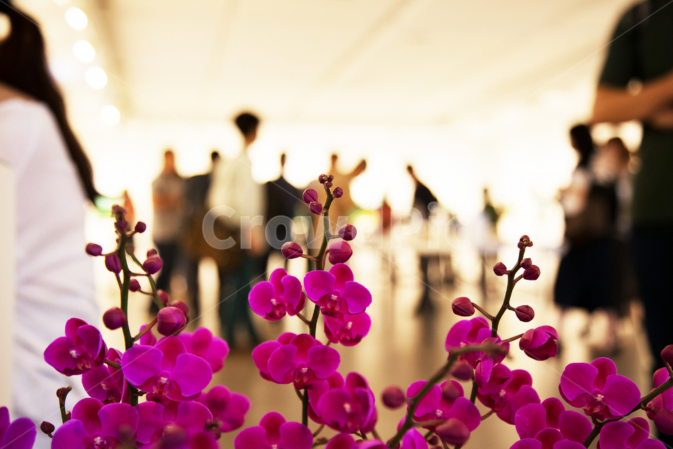 호접란,붉은색,꽃,전시회,사람,꽃,flower,사람들,대중,군중,other people,crowd