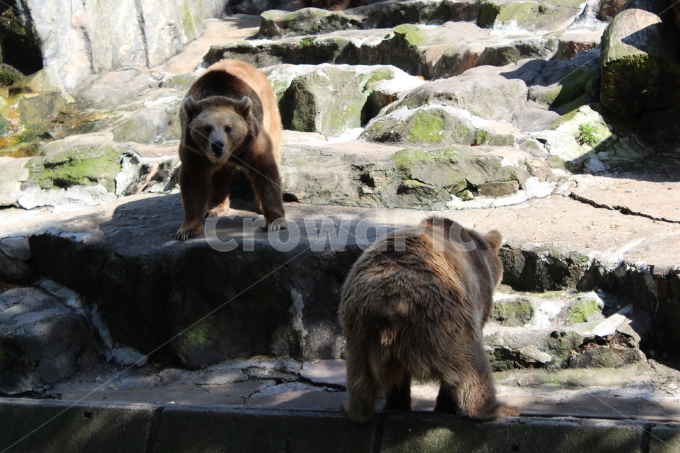 bear,곰,animal,동물,wildlife,야생동물,mammal,포유류,brownbear,갈색곰,동물원,zoo,동물,animal,포유류,mammal