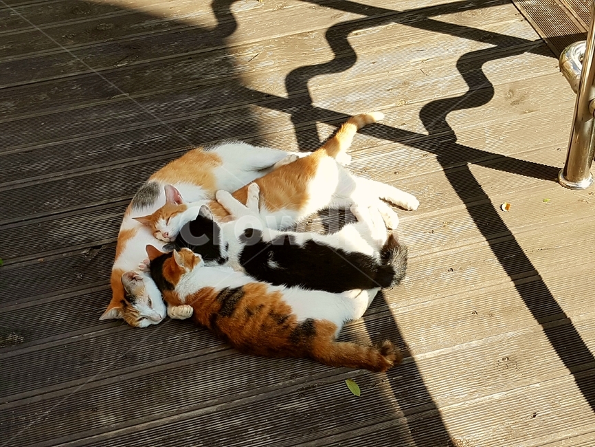 고양이,길고양이,냥이,새끼고양이,동물,cat,animal,kitten,따뜻,낮잠,나른,편안,동물,animal,포유류,mammal,고양이,cat,kitten,kitty