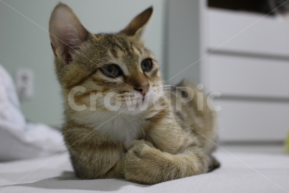 고양이,반려동물,유기묘,길냥이,애완동물,cat,pet,kitten,아기고양이,코숏,코리안숏헤어,동물,animal,고양이,cat,kitten,kitty,포유류,mammal