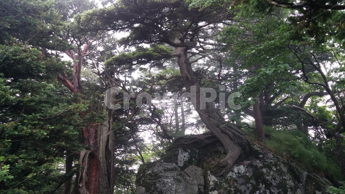 tree,나무,plant,식물,treetrunk,나무줄기,천년,장수,등산,산,자연,풍경,nature,landscape