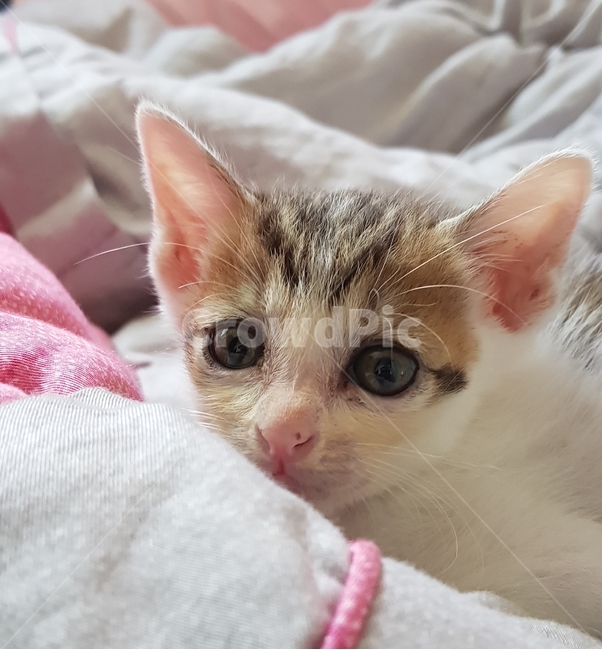 고양이,애완동물,동물,반려동물,반려묘,애기고양이,잠자는모습,동물,animal,포유류,mammal,고양이,cat,kitten,kitty