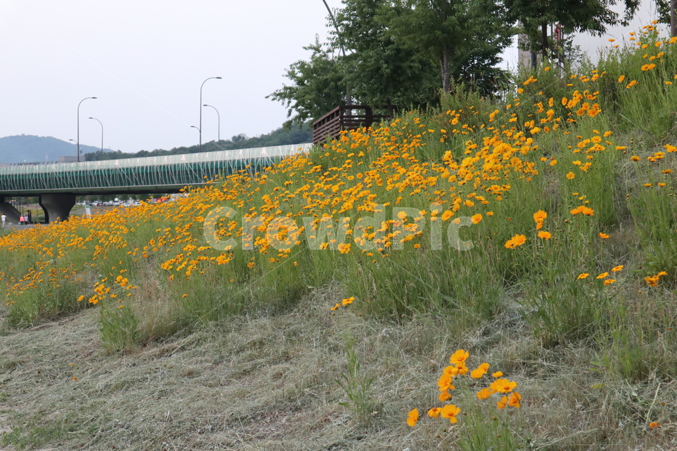 금잔화,coreopsis,노랑,노랑꽃,자연