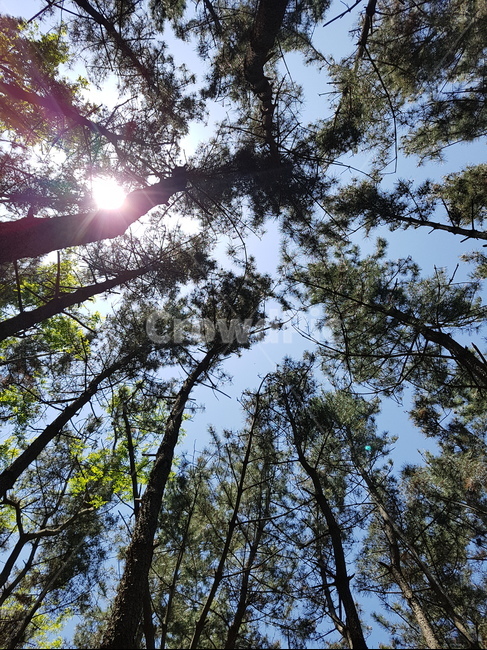 하늘,나무,여름,숲,배경,나무,trees,wood