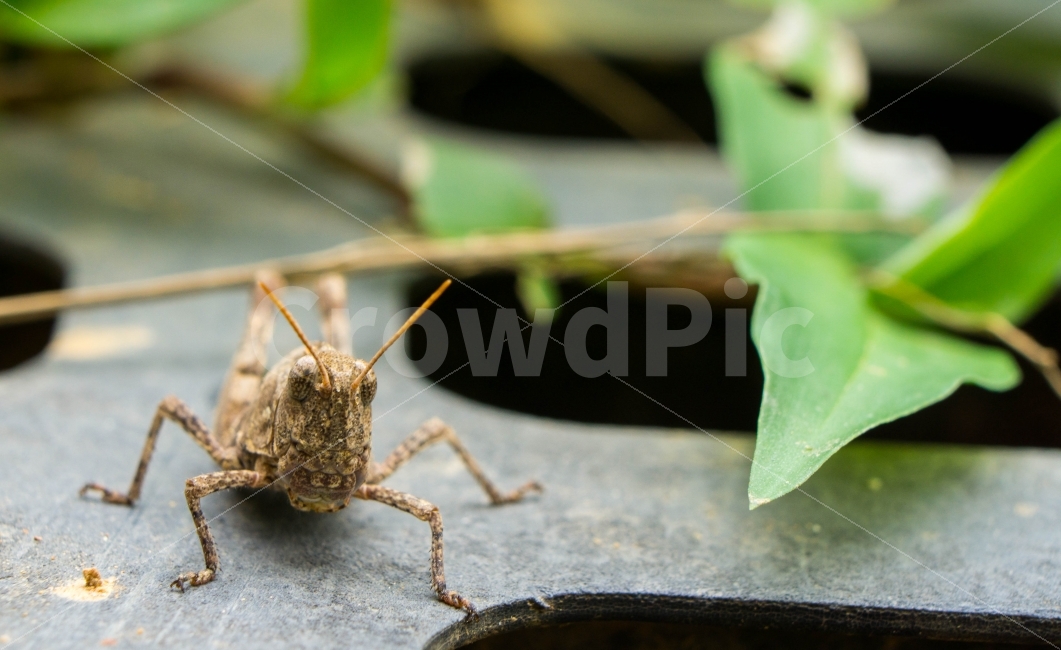 메뚜기,곤충,벌레,생물,bug,insect,동물,animal,곤충,벌레,insect,bug